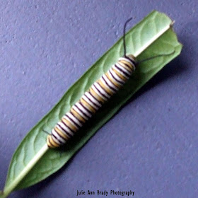 #5 Monarch Butterfly Caterpillar on Tropical Milkweed Leaf June 6, 2018