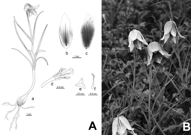 Лилия япинская (Lilium yapingense)