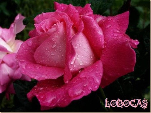 rosa-LoBocAs-9006