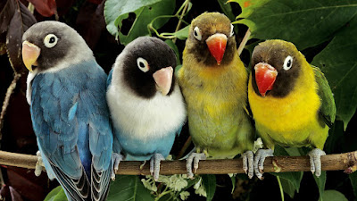 Wide Popular beautiful birds images/parrots hd image/parrots hd photos/ parrote hd wallpaper