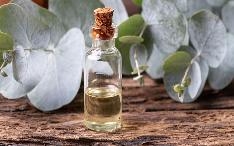 eucalyptus essential oil