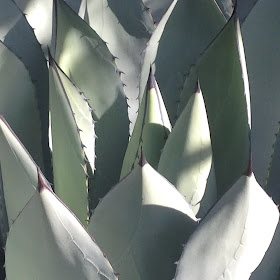 The Agave as Mutant Rose by Maja Trochimczyk 2016