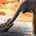 Crocodile Attacks Elephant at Watering Hole 