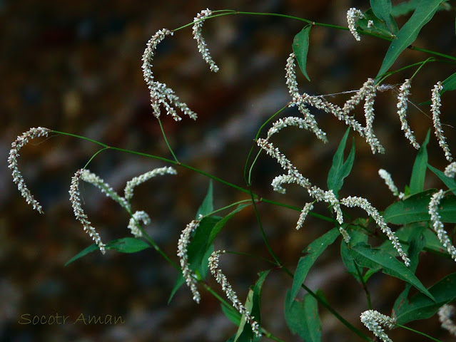 Persicaria lapathifolia
