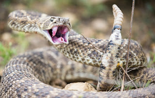 Facts about Rattlesnake