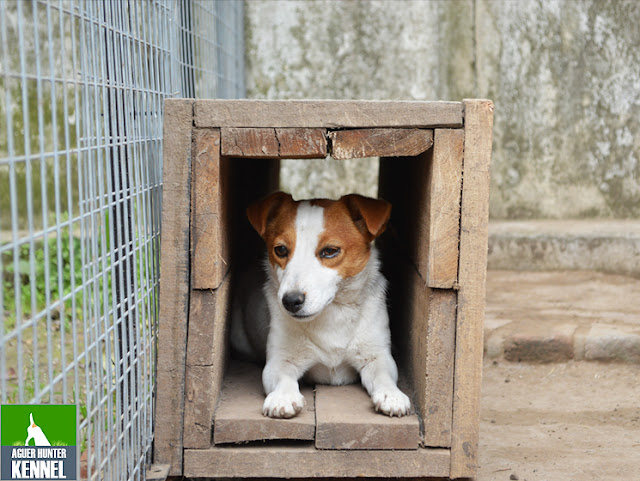 Criadero de Jack Russell Terrier Aguer Hunter