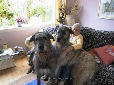 largest dog in world. world biggest dog,