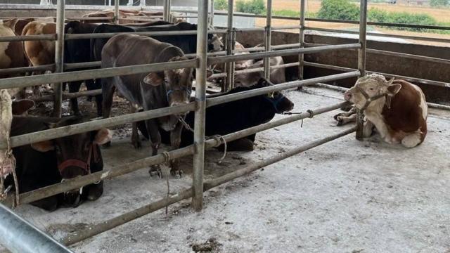 Babaeski Nadırlı da  kaçak 27 büyükbaş hayvan yakalandı 