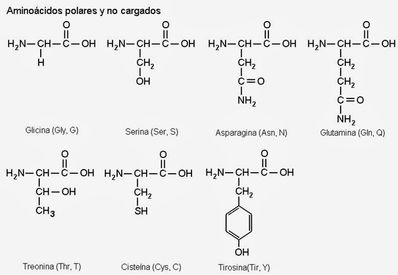 Resultado de imagen para aminoácidos esenciales estructura quimica