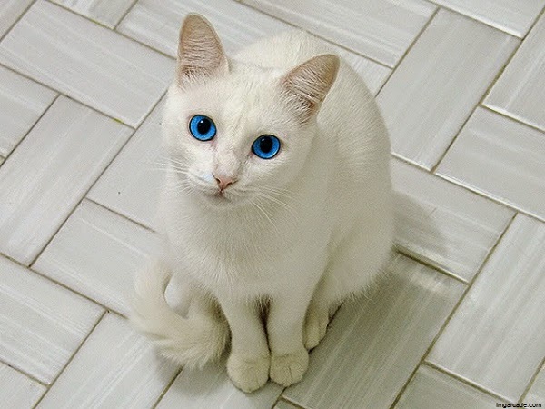 Les différentes variétés de Persan Chat et compagnie - photo chat persan gris bleu