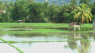 Tanah sawah