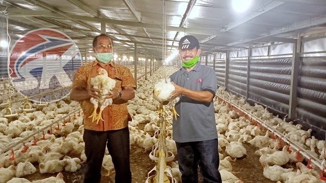 Proyeksi Keuntungan Menggiurkan, Mantan Sekda dan Pengusaha Konstruksi di Kebumen Geluti Bisnis Ayam Potong