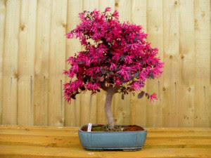 Bonsai Serut Merah