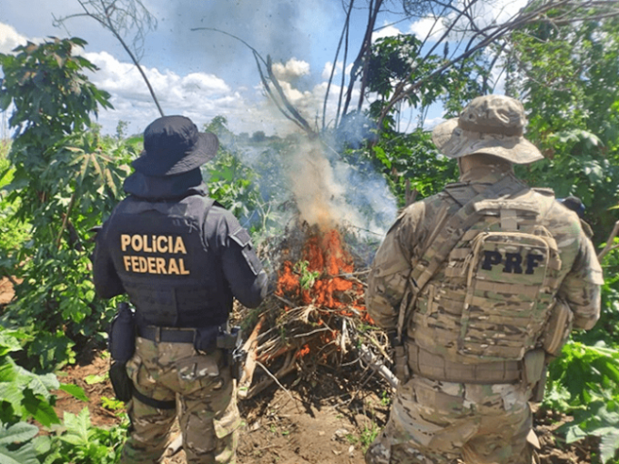 Polícia Federal erradica 80 mil pés de maconha no Sertão de Pernambuco