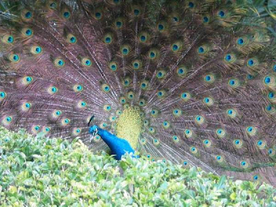 peacock is among the beautiful birds admire by lot of bird lover