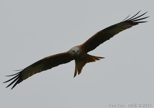 2013-01-05 Whipsnade 005