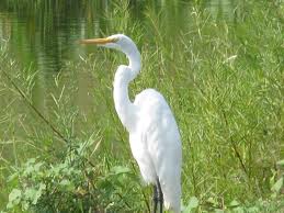 Beautiful,cute white and gray crane stand on beautiful grass grond , wallpaper,picture,images 