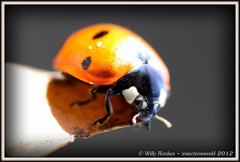 INSECTENWERELD: Zevenstippelig lieveheersbeestje - ladybug ...