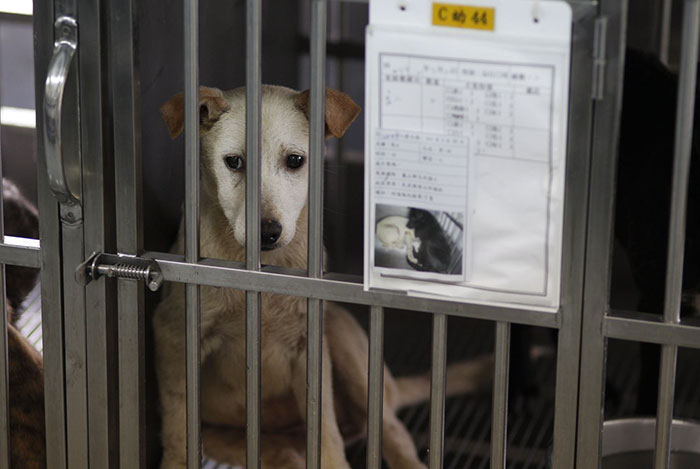 Taiwan Is The First Asian Country To Ban Eating Dogs And Cats