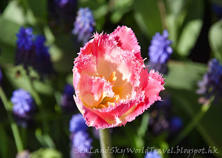 庫肯霍夫公園, Keukenhof, 荷蘭, holland, netherlands