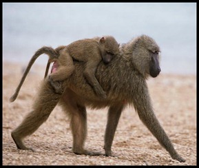 Baboon