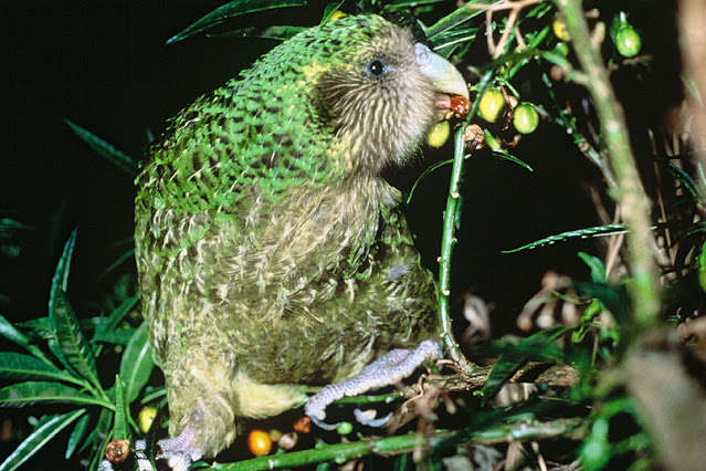 Kakapo