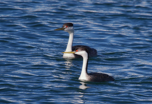 Western Grebe, San Diego Bay.