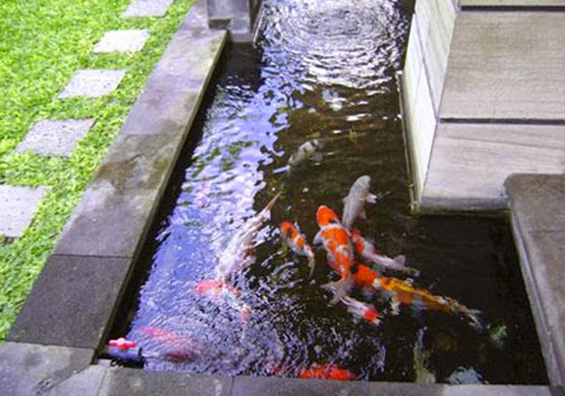 17+ De Sain Kolam Ikan Koi