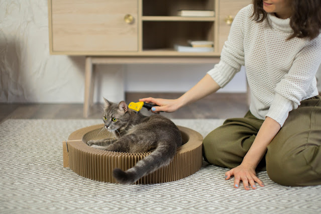 Tips for Keeping Your Cat Healthy and Happy