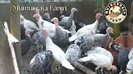 Memelihara Ayam Kalkun di Lahan Sempit: Tips dan Trik Efektif
