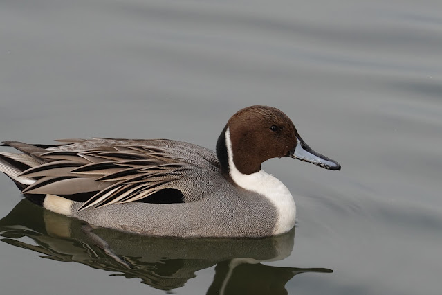 鳥取県米子市西町 湊山公園 池のマガモ