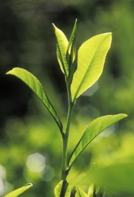 Anti Aging Treatments -Green tea leaves