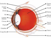 El Ojo Humano Con Todas Sus Partes