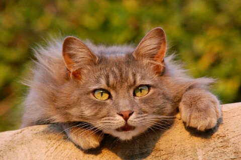Cara Menjinakan Kucing Anggora yang Galak Paling Ampuh - HoBinatang