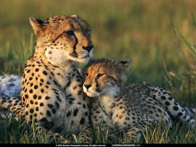 Bebè Tigre con su Mamá