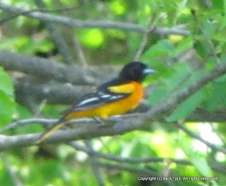 Baltimore Oriole