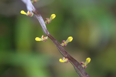 Bulbophyllum falcatum care and culture