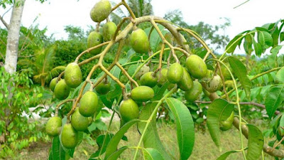  5 Manfaat Buah Muris Yang Jarang Diketahui 