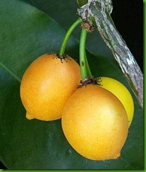 Garcinia intermedia