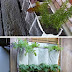 Herb garden inspiration and ideas