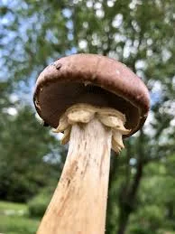 Advantages Of Stropharia Mushroom Cultivation