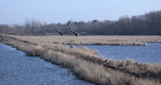 Horseheads Marsh