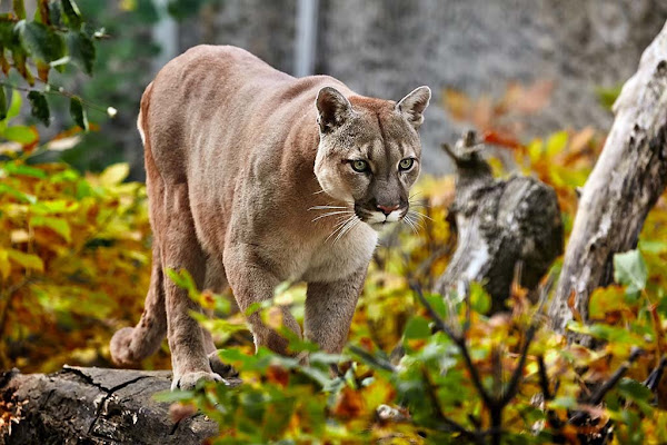 Une Américaine de 9 ans survit à une très rare attaque de puma