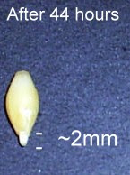 Modification of barley