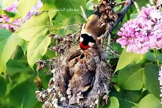 most beautiful birds of the world, (European goldfinch)