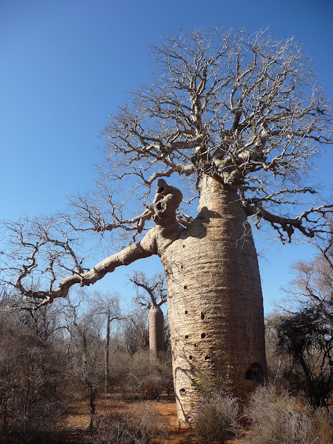 Árvore Baobá na natureza