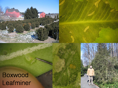 Commercial Landscape Company