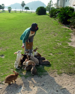 kelinci liar di pulau kelinci jepang