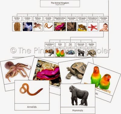 The Animal Kingdom