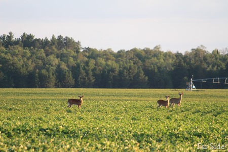 6 2 and 4 point bucks